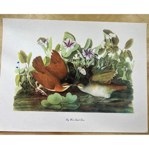 Audubon Birds of America Key West Quail Dove Original Print Vtg 1950 Peterson